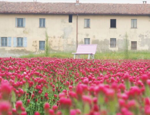 Fioritura trifoglio rosso Milano