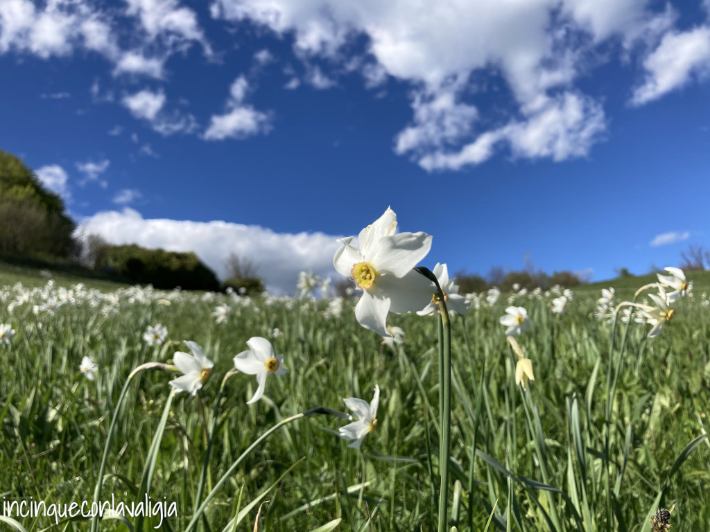 Fioritura narcisi Valcava Fioritura narcisi Valcava e sul Monte Linzone