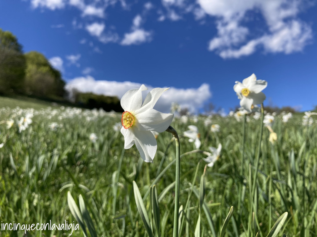 Fioritura narcisi bianchi Linzone e Valcava Fioritura narcisi Valcava Linzone