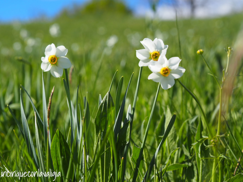 Fioritura narcisi Valcava