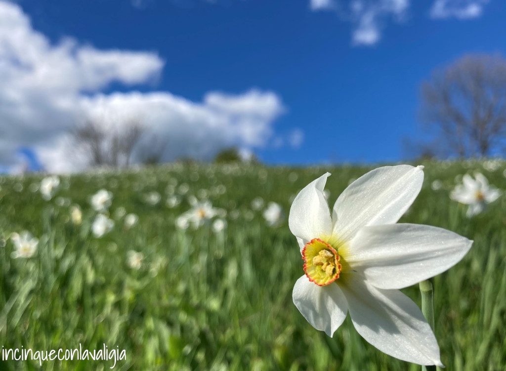 Fioritura narcisi bianchi Linzone Fioritura narcisi selvatici Linzone