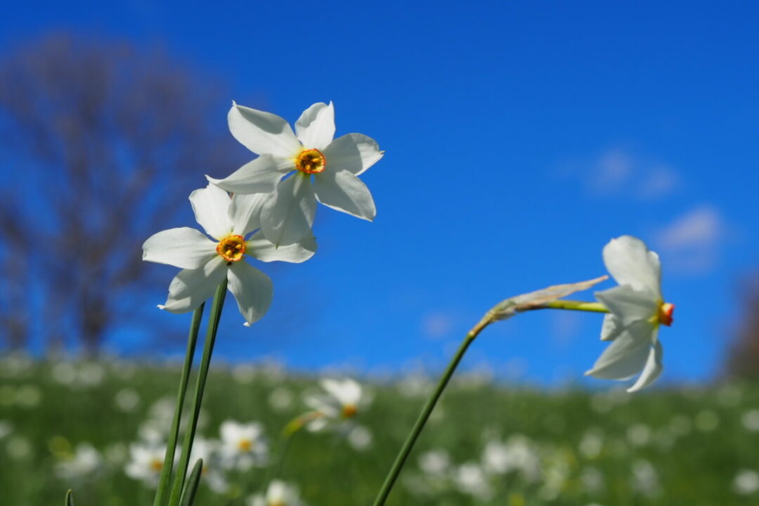 Fioritura narcisi Valcava Monte Linzone