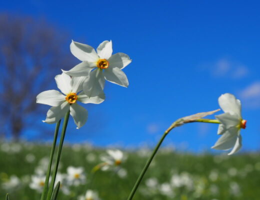Fioritura narcisi Valcava Monte Linzone
