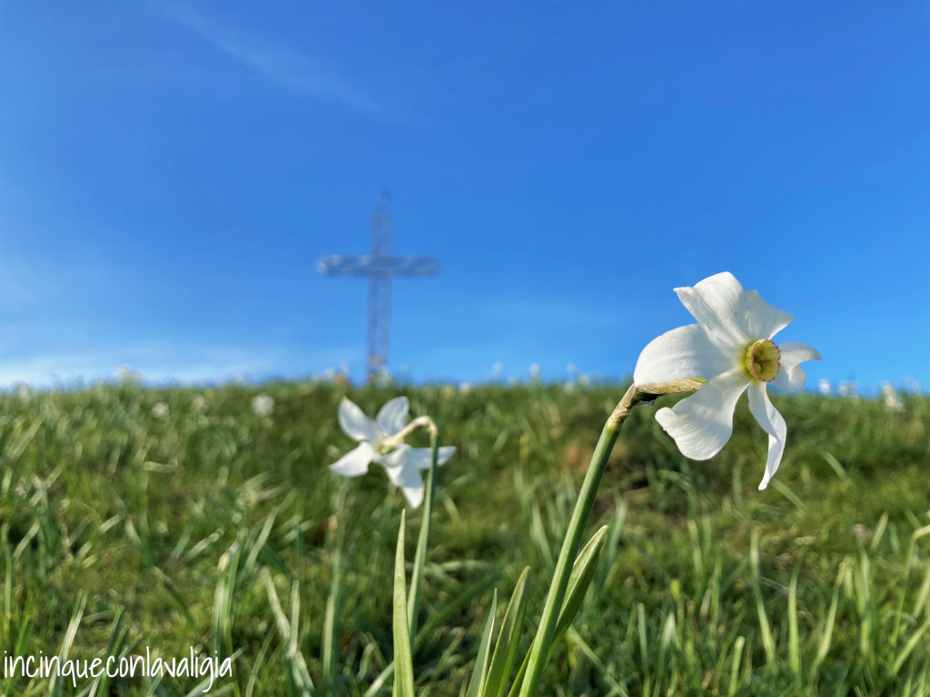 Fioritura narcisi selvatici Valcava e Monte Linzone Fioritura narcisi selvatici Valcava Monte Linzone