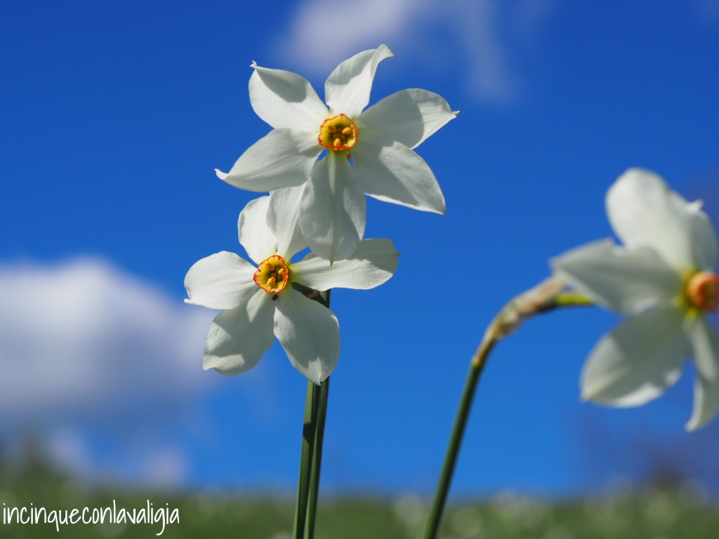 Fioritura narcisi bianchi selvatici in Valcava Fioritura narcisi Valcava