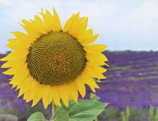 Itinerario lavanda Provenza