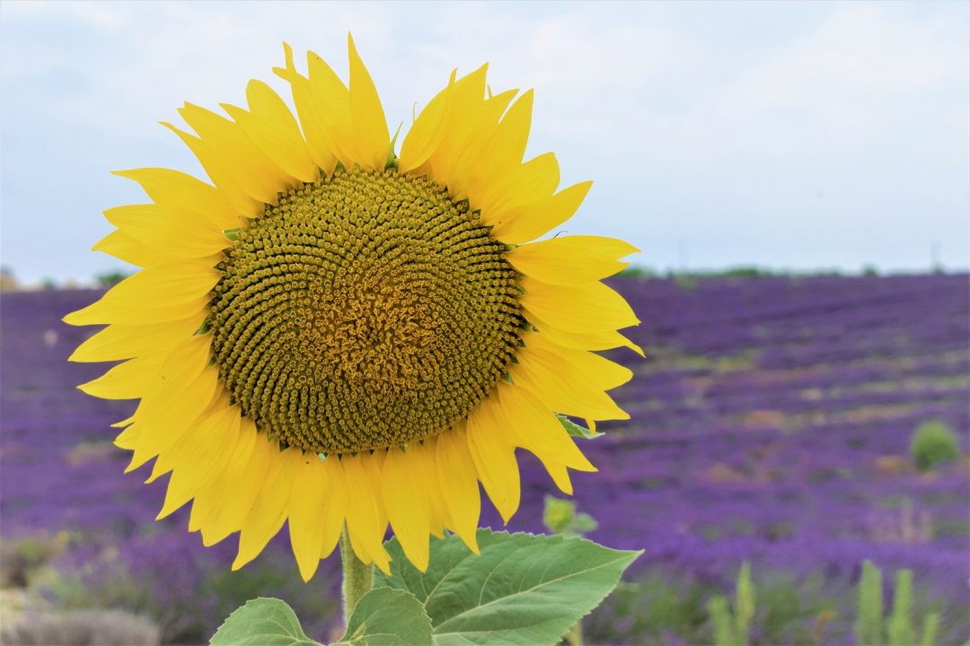 Itinerario lavanda Provenza