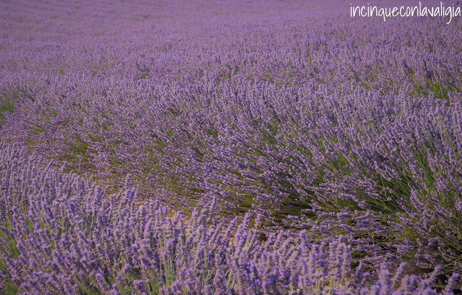 Il mare viola della Provenza Itinerario Lavanda Provenza
