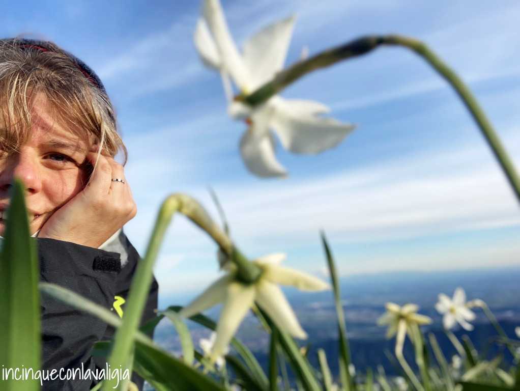 Monte Linzone fioritura narcisi bianchi selvatici Monte Linzone fioritura narcisi