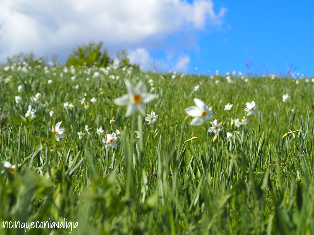 Periodo di fioritura dei narcisi bianchi sul Linzone Qual è il periodo di fioritura narcisi Linzone