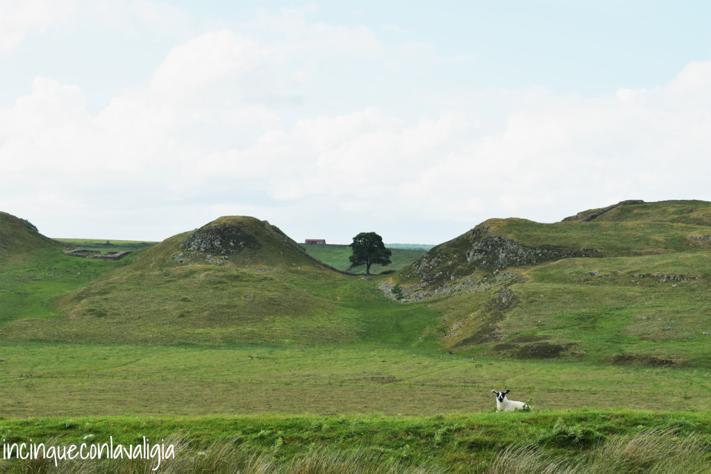 The Sycamore Gap Vallo di Adriano The Sycamore Gap Vallo di Adriano