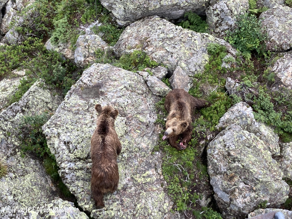 Orsi da vicino ad Arosa
