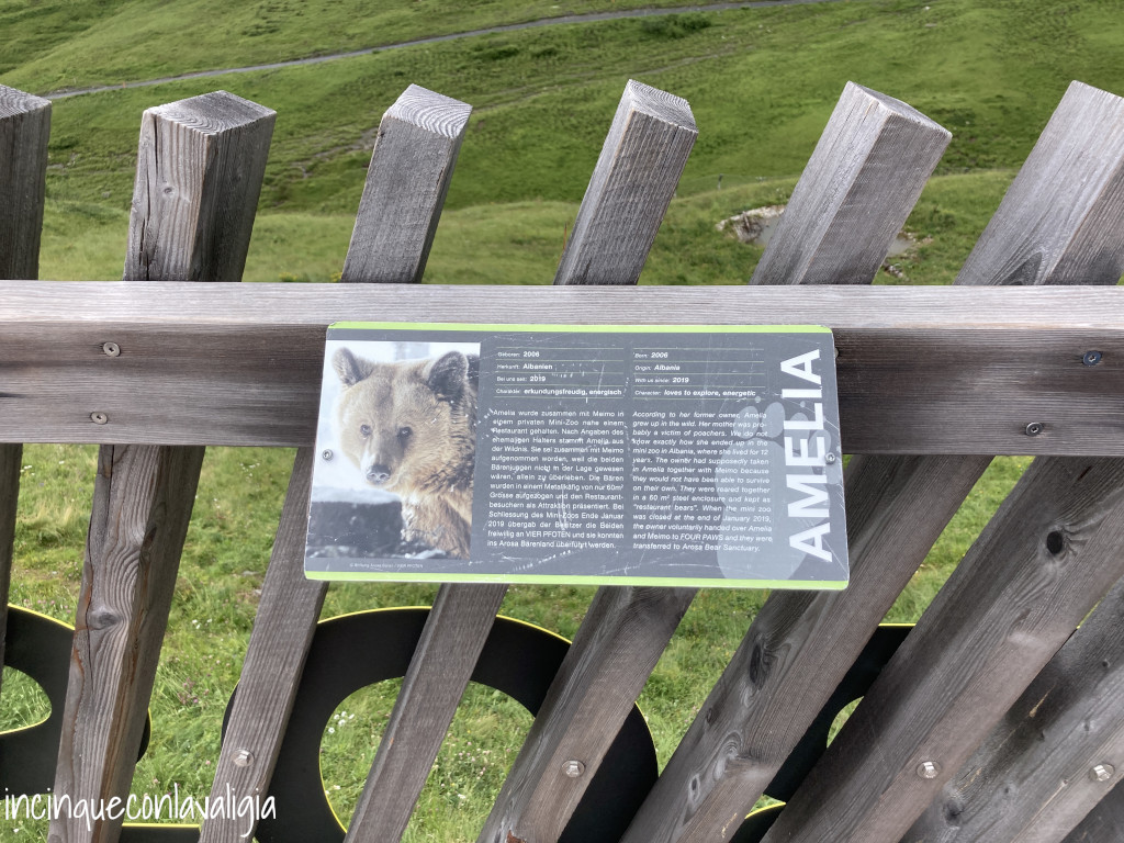 Amelia, uno degli orsi ad Arosa Orso Amelia ad Arosa