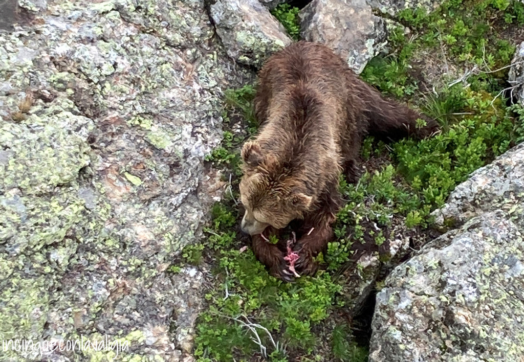 L'orso che mangia Orso che mangia ad Arosa