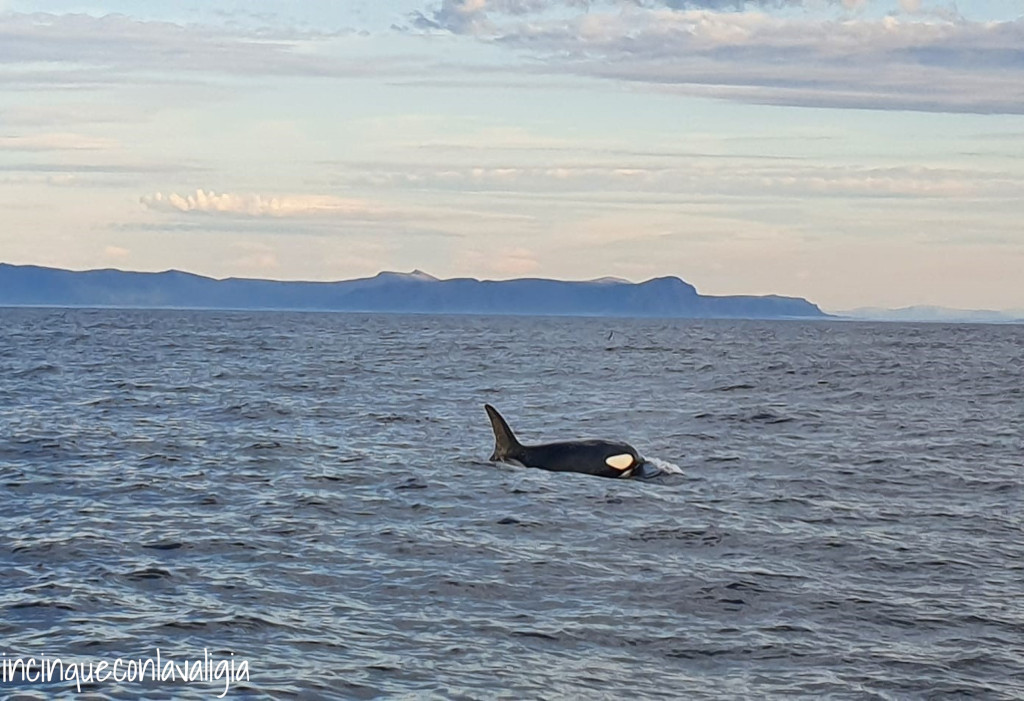 Safari balene Andenes