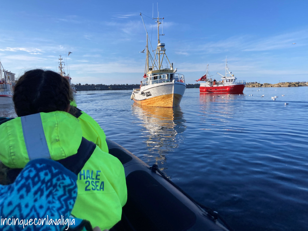 Whale safari Andenes Norvegia