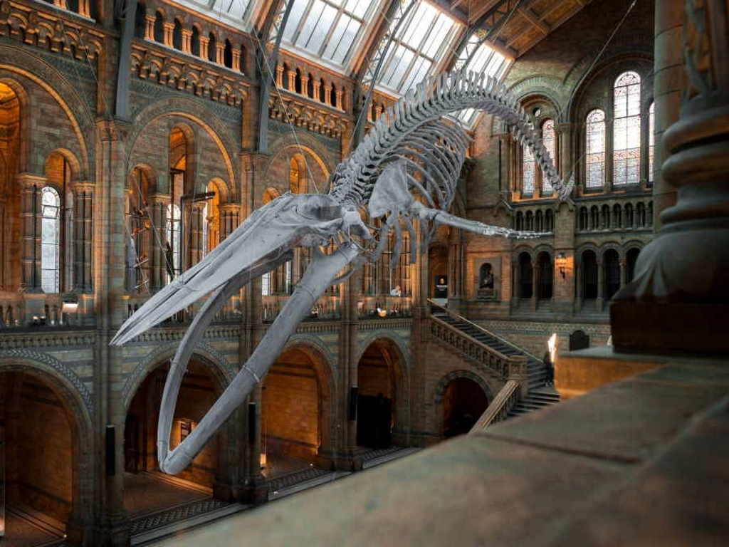National History Museum